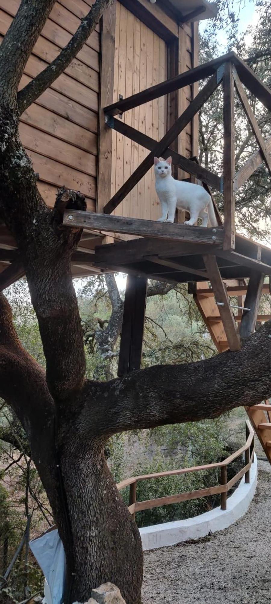 Cabana Del Arbol Lavagarural Villanueva del Rosario Luaran gambar